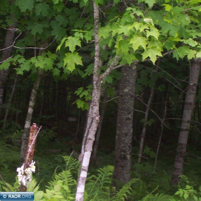 5 Wheeler Road Northome, MN 56661 - Photo 1 of 4