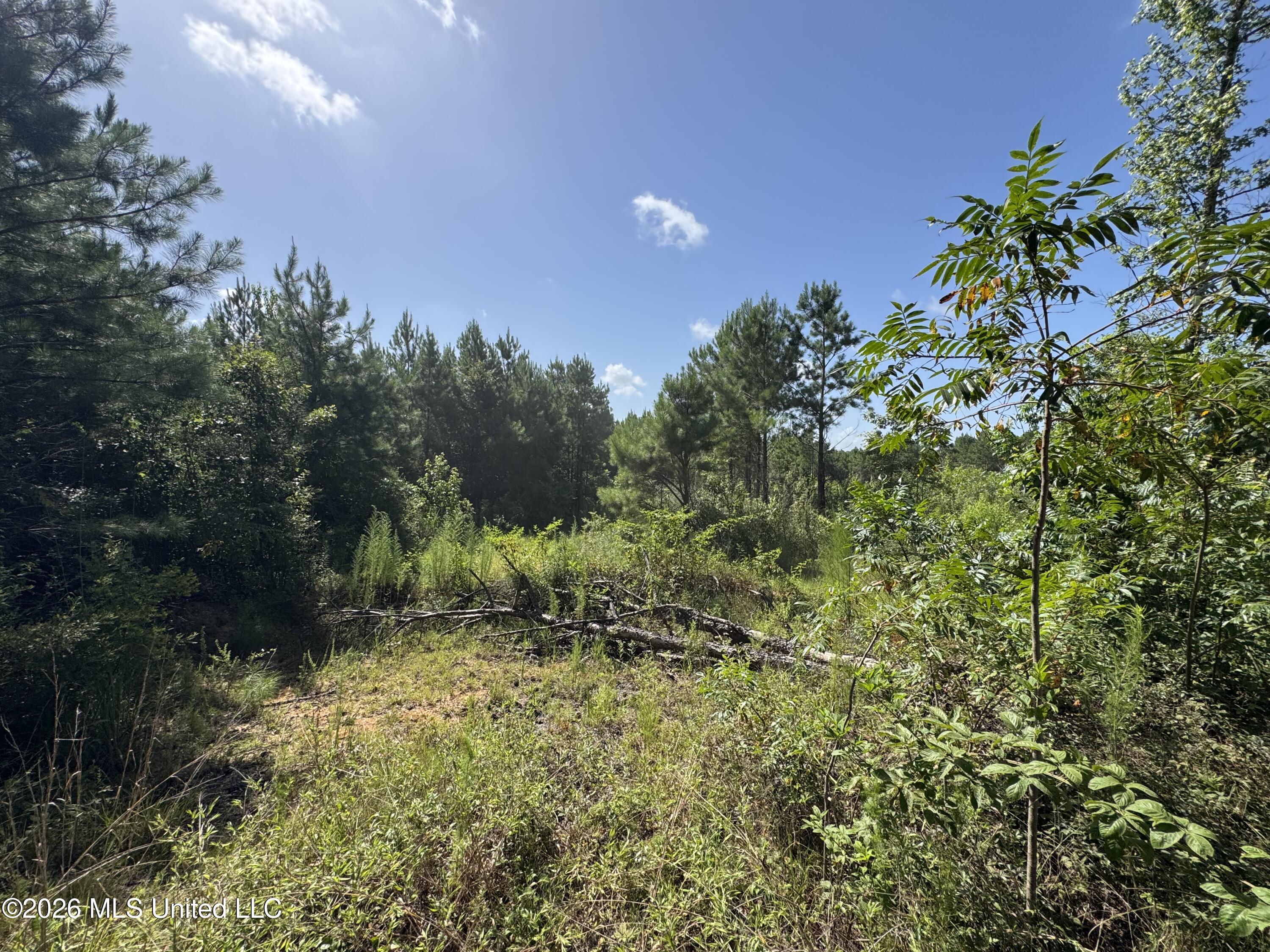 32 A Sauls Road Ruth, MS 39662 - Photo 10 of 22 Land-for-sale-Ruth-MS (9)