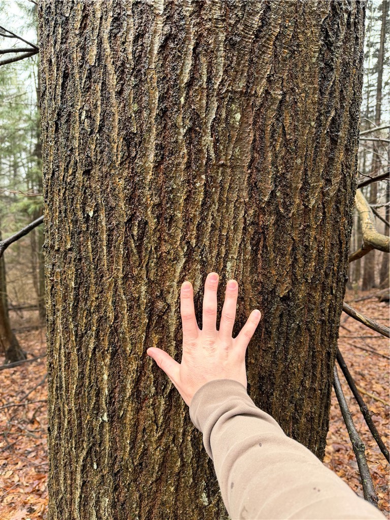 Lakemont Himrod Road Dundee, NY 14837 - Photo 12 of 21