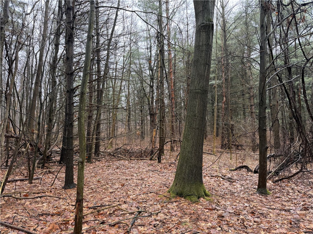 Lakemont Himrod Road Dundee, NY 14837 - Photo 9 of 21