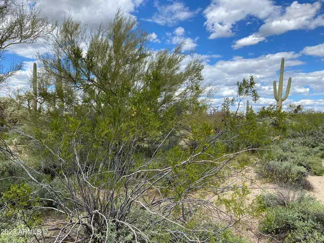 a view of a bunch of trees and houses