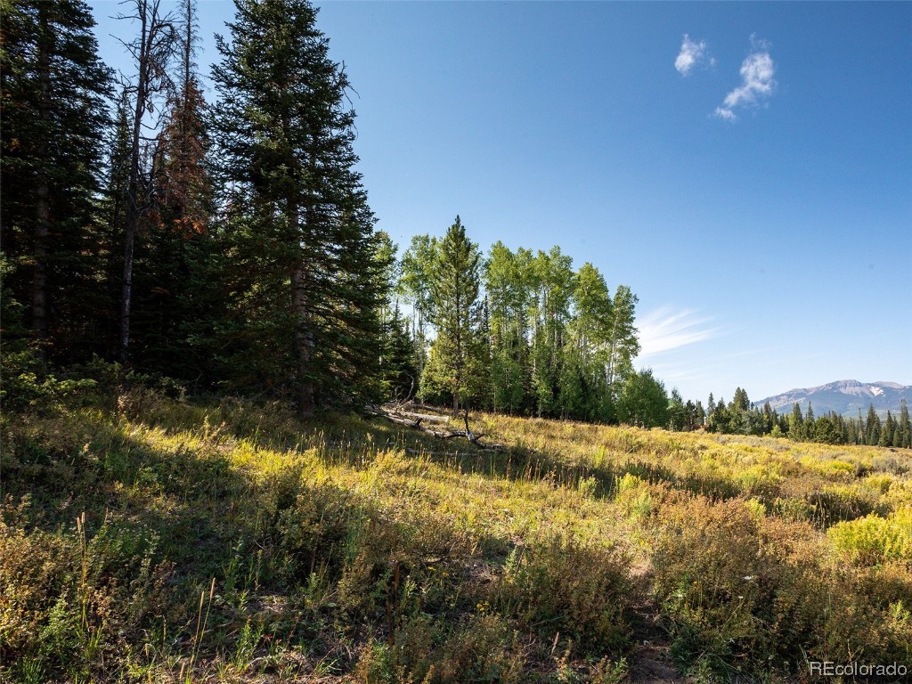 60218 Antelope Way Clark, CO 80428 - Photo 12 of 34 a view of a yard with a tree