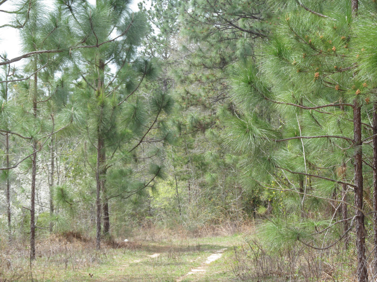 30-ac Pleasant Ridge Road DeFuniak Springs, FL 32435 - Photo 4 of 7 pleasant ridge rd 001