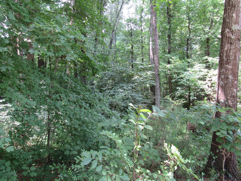 0 Rollins Ketchum Road Dalton, GA 30721 - Photo 2 of 8 Gallery Image 2