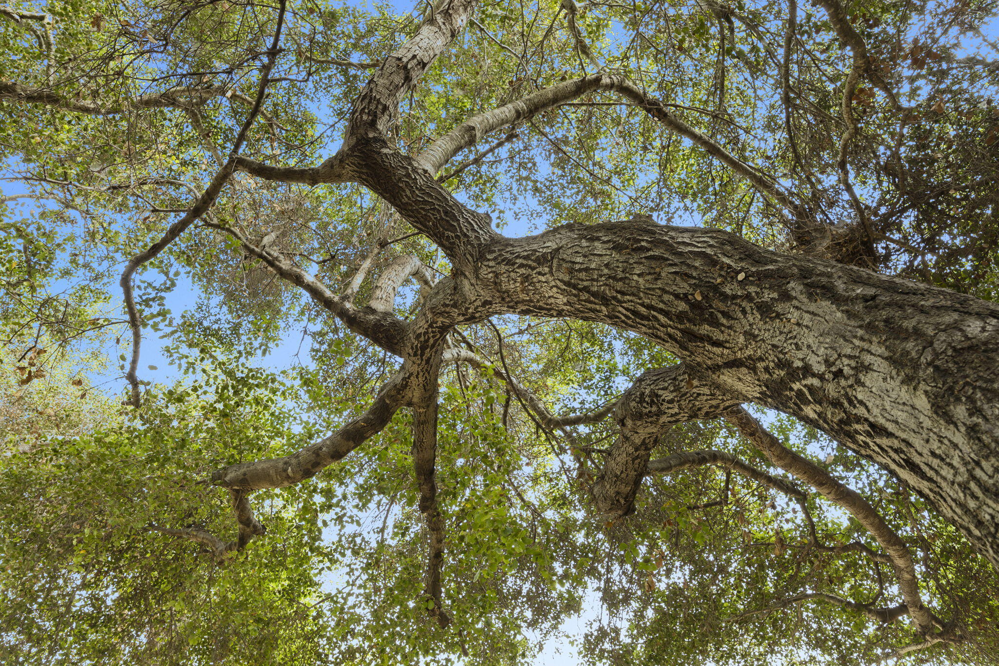 335 Burnham Road Oak View, CA 93022 - Photo 43 of 50 31-web-or-mls-UpmarketMedia_335B-102