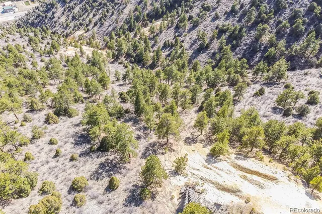 a view of a forest with a tree