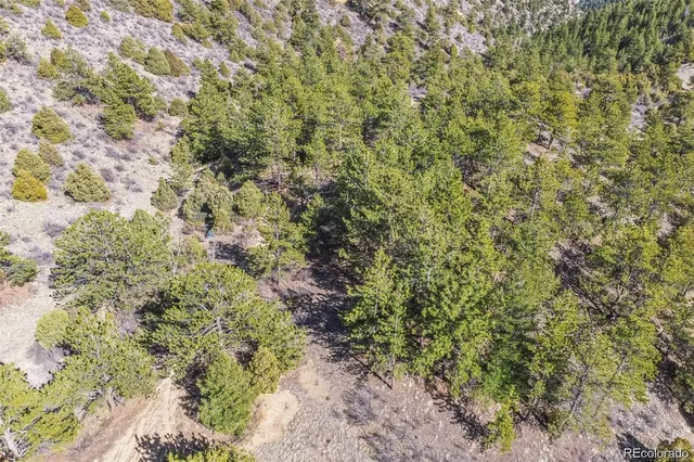 a close up of a plant