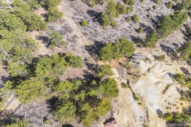 a view of a yard with a plant