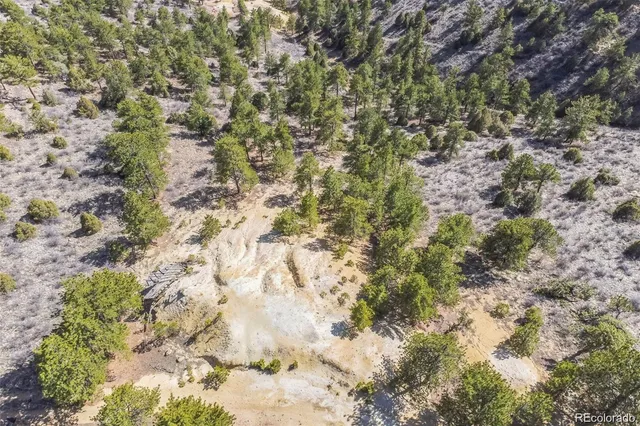 a view of a forest with lots of trees