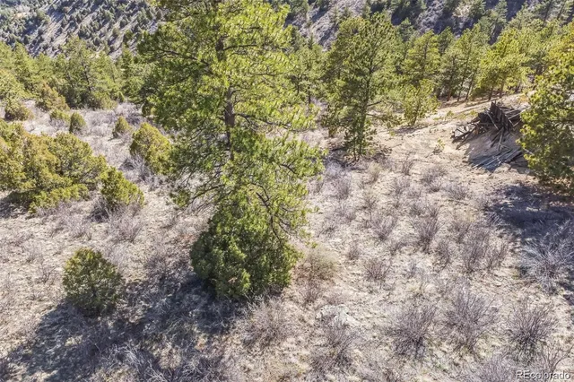 a close up of a plant