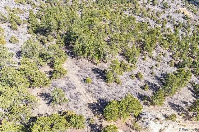 a view of a yard with a plant