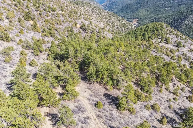 a close up of a plant