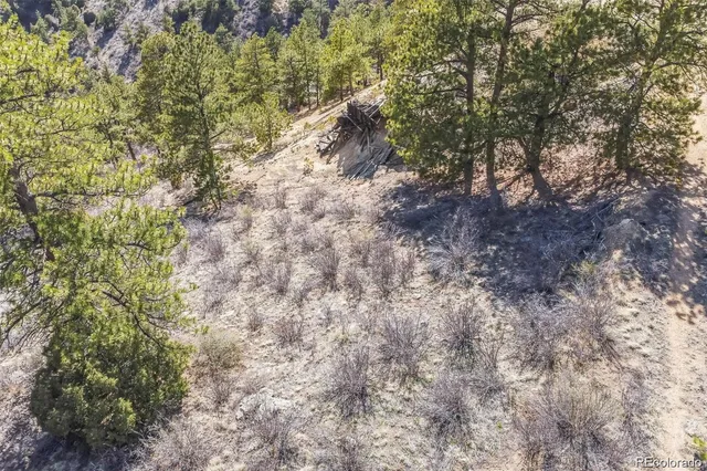 a view of a forest with a tree