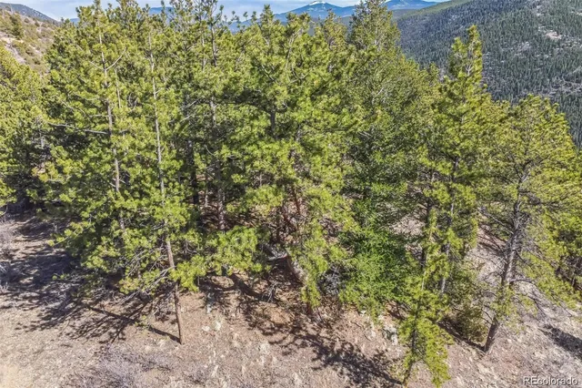 a view of a yard with large trees