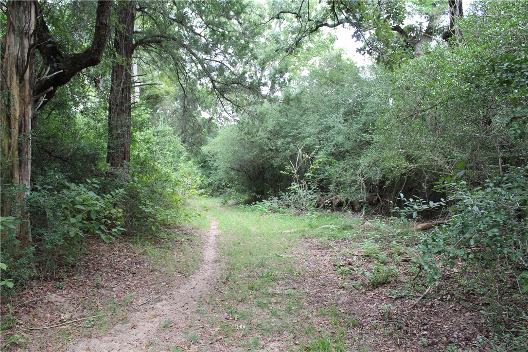 16601 County Road 467 Marquez, TX 77865 - Photo 13 of 38 a view of a yard with a tree