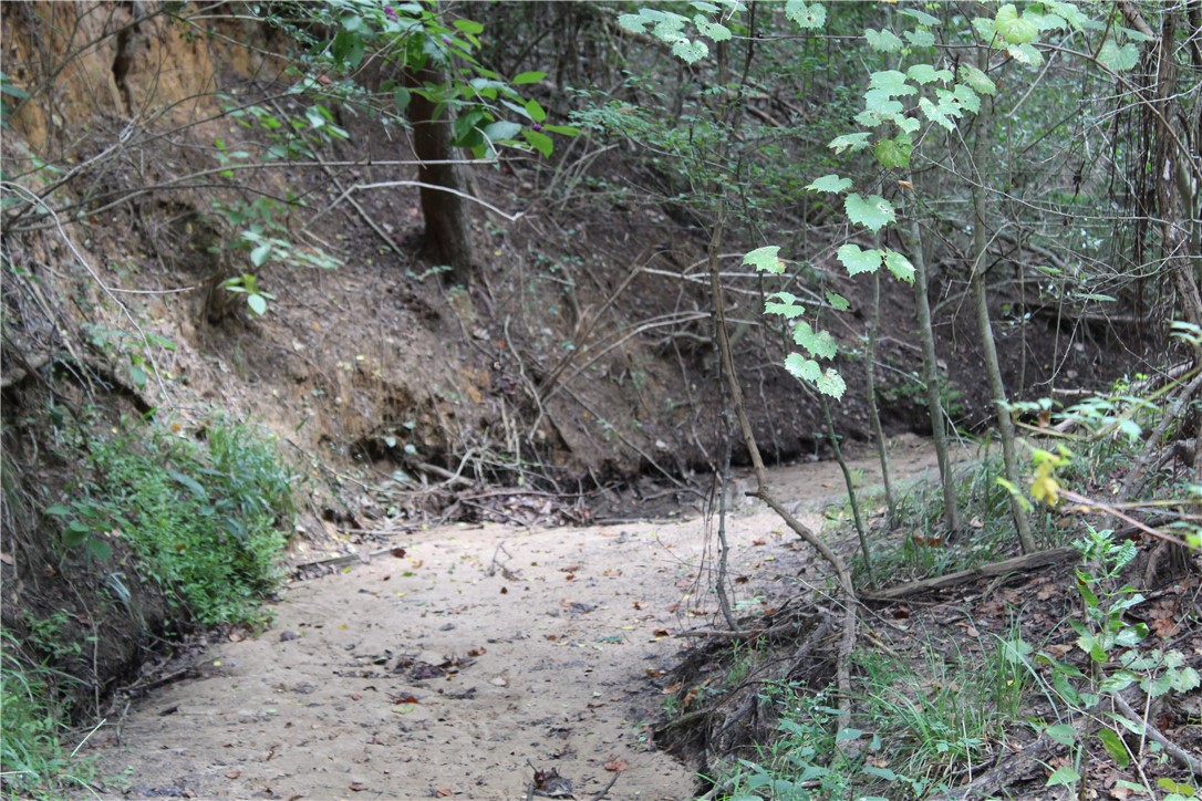 16601 County Road 467 Marquez, TX 77865 - Photo 14 of 38 View of local wilderness