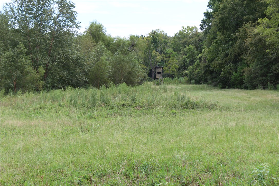 16601 County Road 467 Marquez, TX 77865 - Photo 21 of 38 View of tree filled area