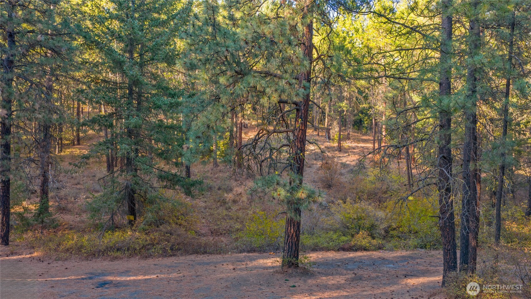 15-xx Elk Heights Road Cle Elum, WA 98922 - Photo 2 of 22 a view of a forest with trees