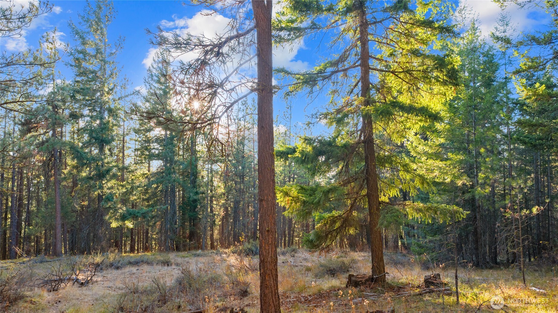 15-xx Elk Heights Road Cle Elum, WA 98922 - Photo 4 of 22 a view of a forest filled with trees