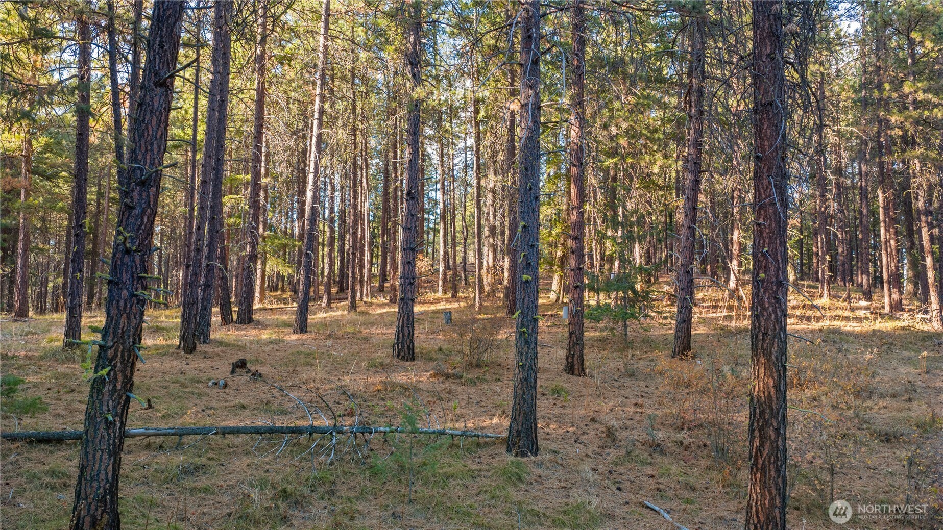 15-xx Elk Heights Road Cle Elum, WA 98922 - Photo 6 of 22 a backyard of a house with lots of green space
