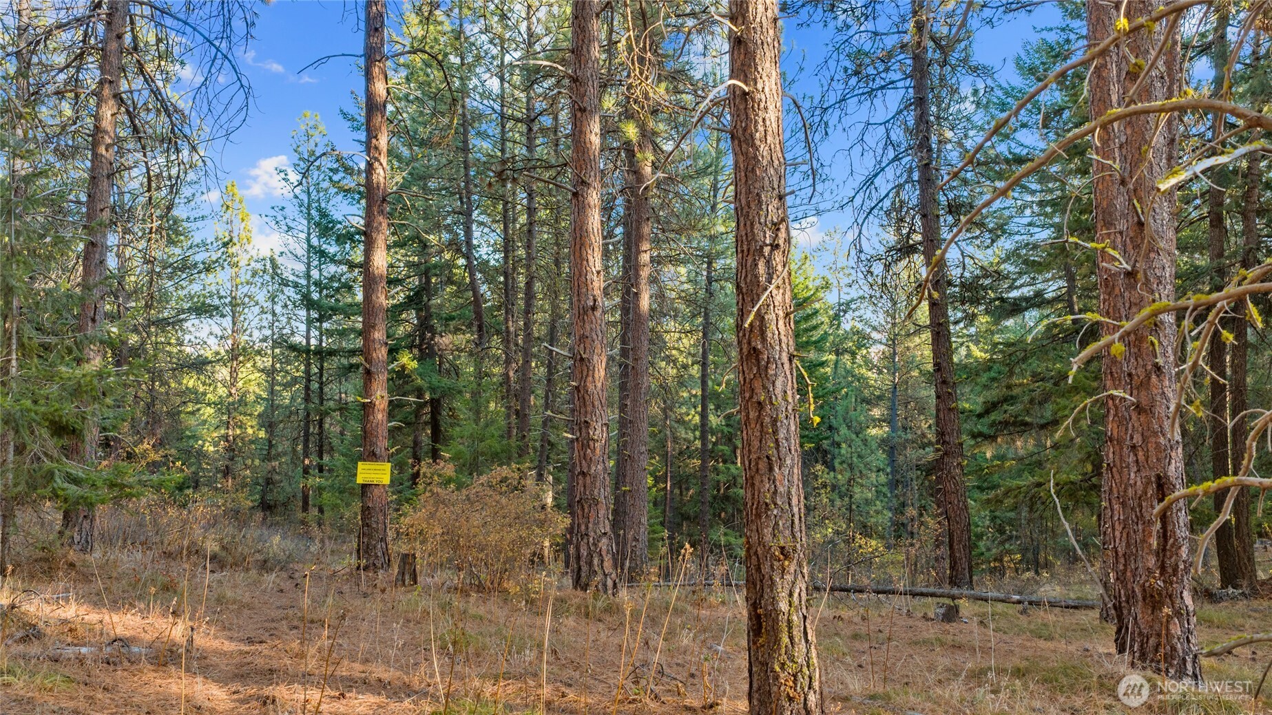 15-xx Elk Heights Road Cle Elum, WA 98922 - Photo 7 of 22 a view of a forest with trees