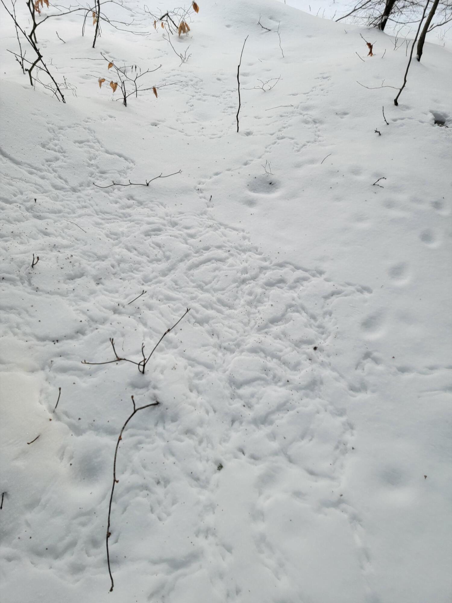 0 Railroadbed Rd Lake View Milo, ME 04463 - Photo 66 of 68 20220125_144256