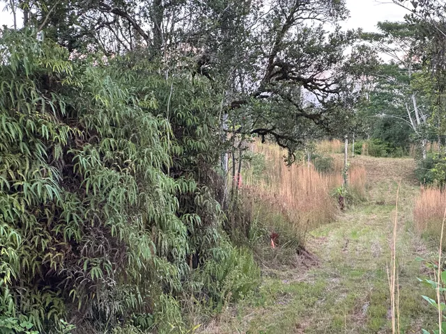 a view of a lake with a tree