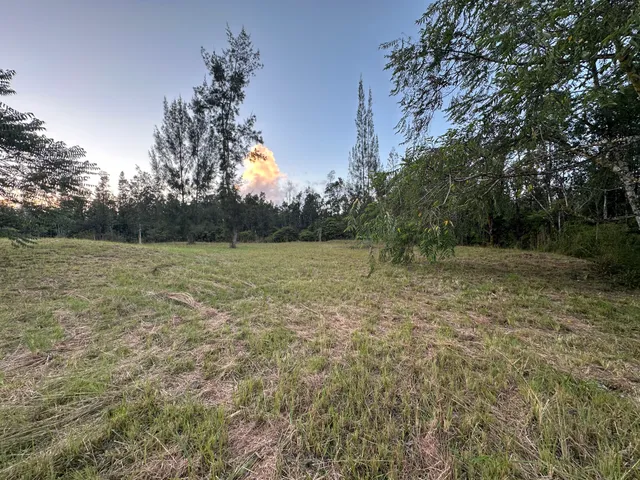 a view of a field with a tree