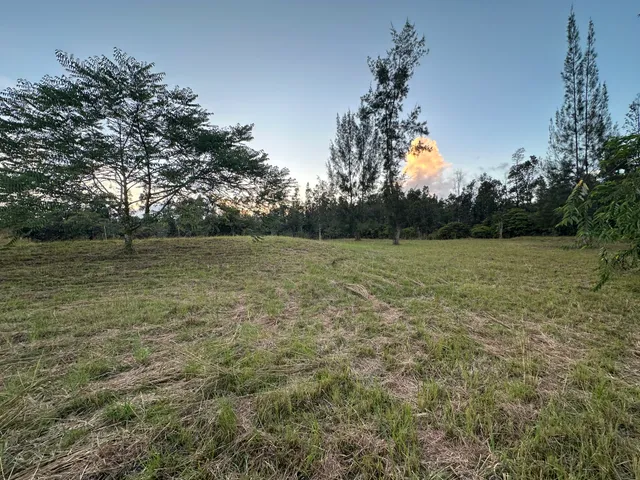 a view of a field with a tree