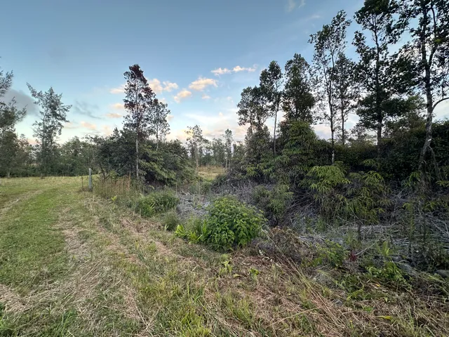 a view of a forest with a tree