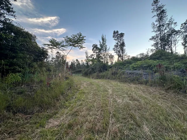 a view of a forest with trees in the background
