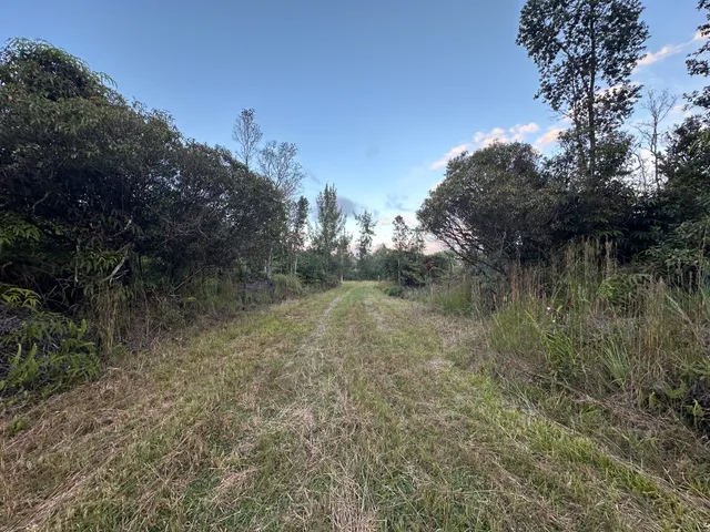 a view of a lush green forest with lots of trees