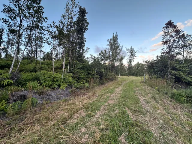 a view of a forest with trees in the background