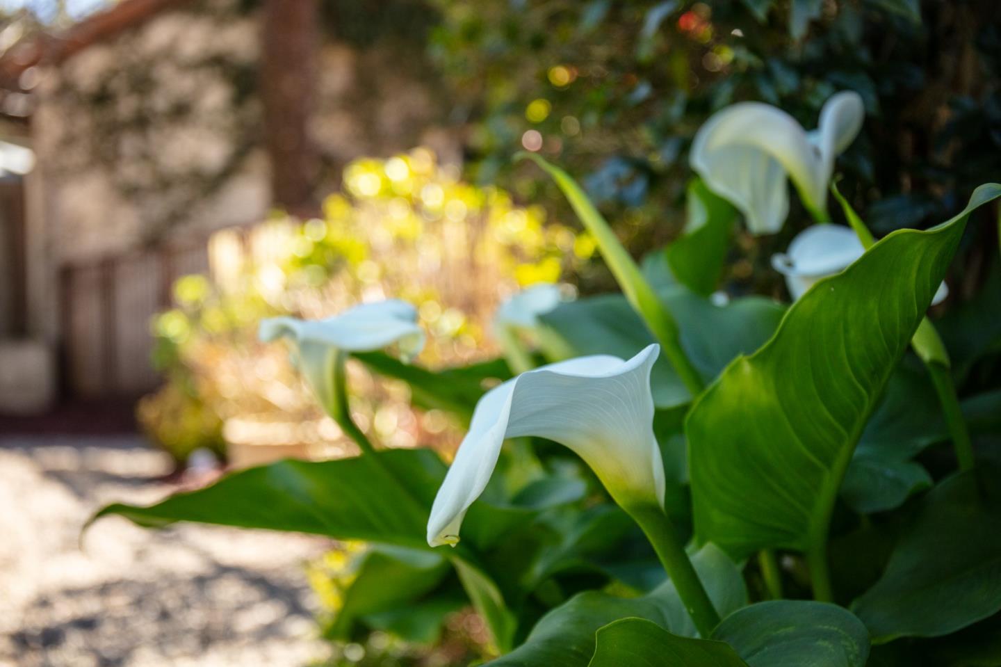 33 Bear Vly Ridge Aptos, CA 95003 - Photo 60 of 81 Gallery Image 60