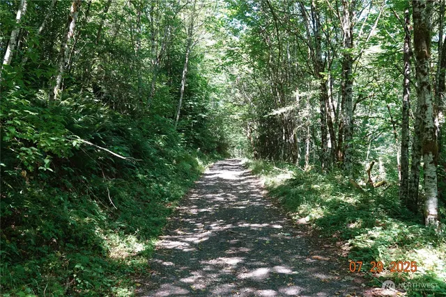 a view of a forest with a tree