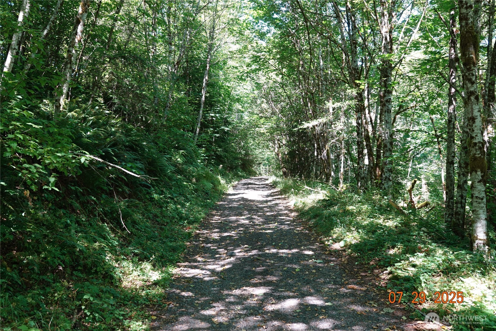 a view of a forest with a tree