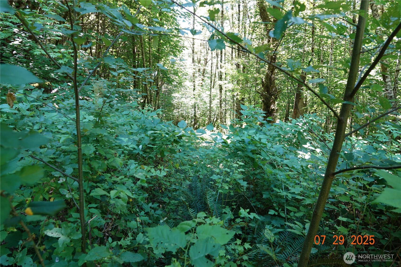 1 Duncan Creek Road Stevenson, WA 98648 - Photo 14 of 37 a view of yard with lots of trees