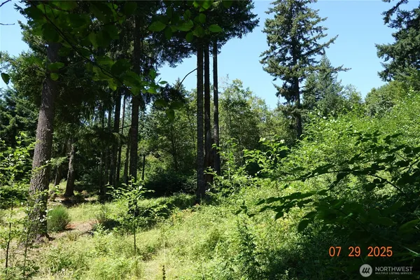 a view of a forest with a tree