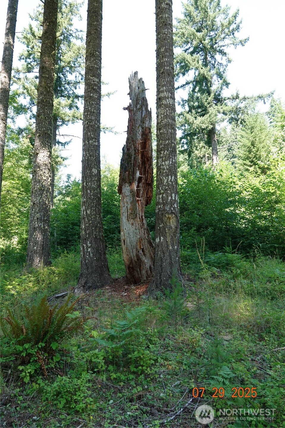 1 Duncan Creek Road Stevenson, WA 98648 - Photo 18 of 37 a view of a forest with a tree