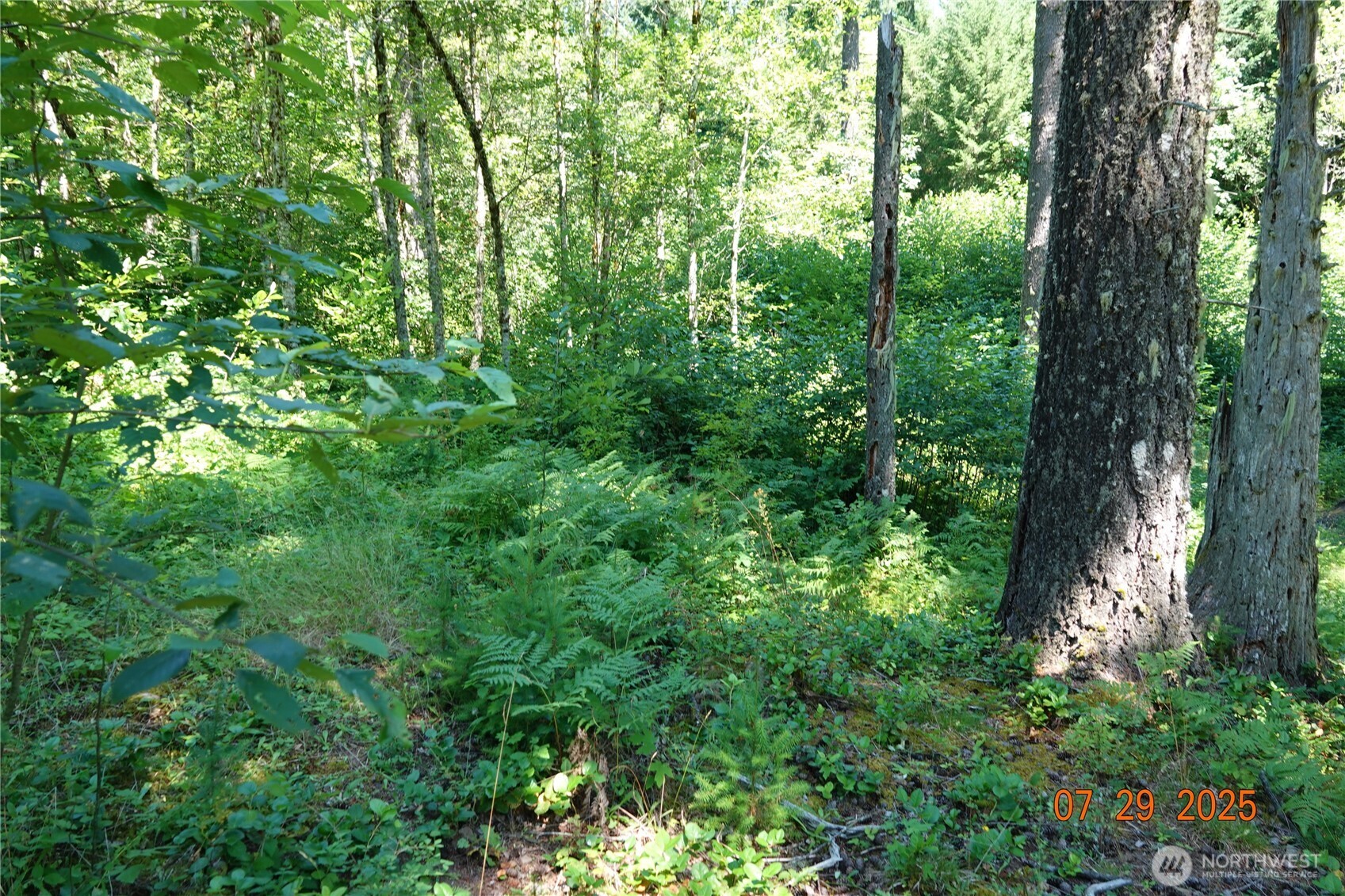 1 Duncan Creek Road Stevenson, WA 98648 - Photo 20 of 37 a view of a lush green forest
