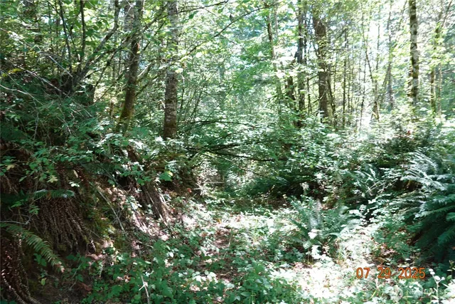 a view of a lush green forest
