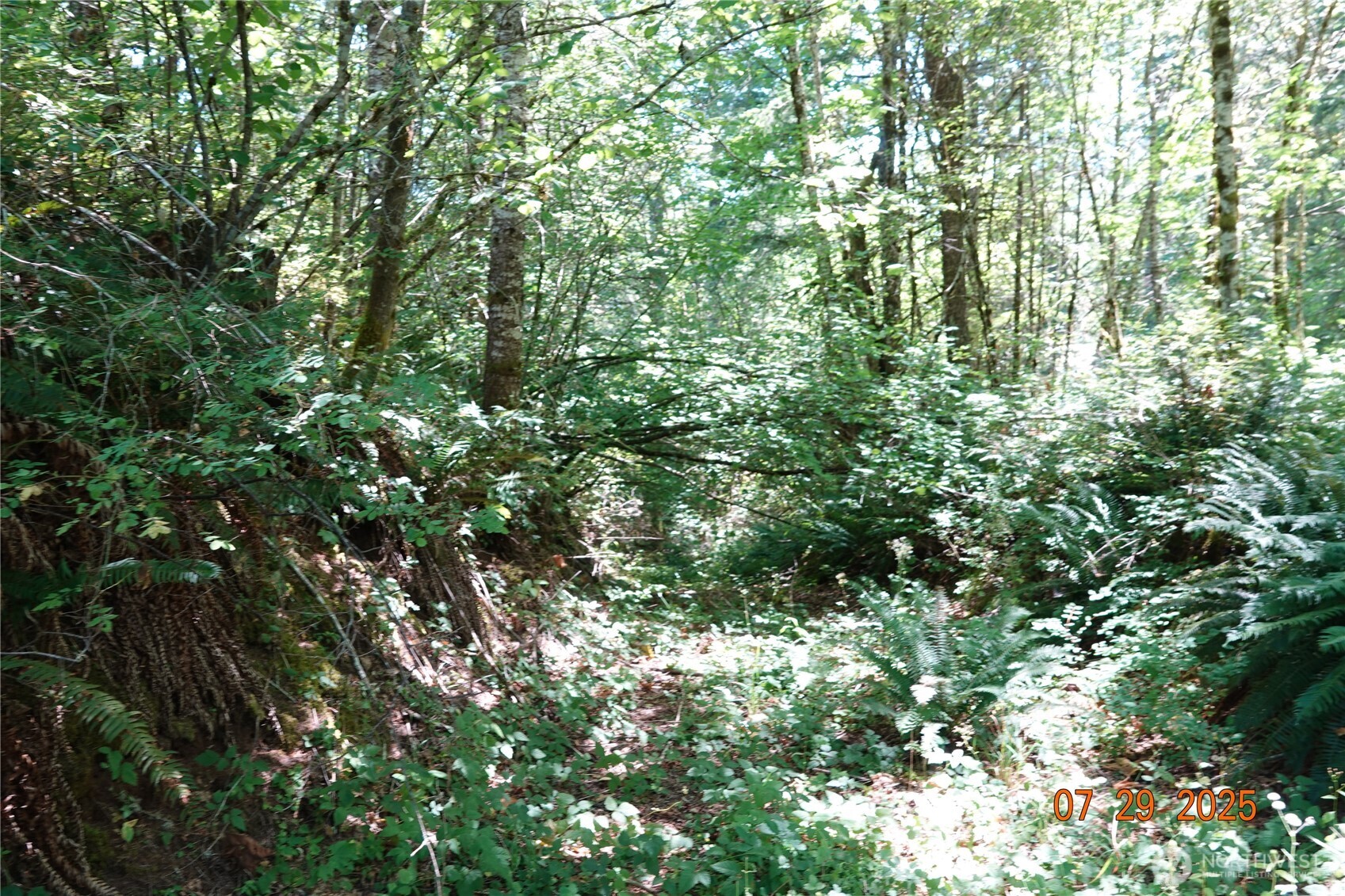 1 Duncan Creek Road Stevenson, WA 98648 - Photo 22 of 37 a view of a lush green forest