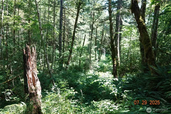 a view of a tree in a garden
