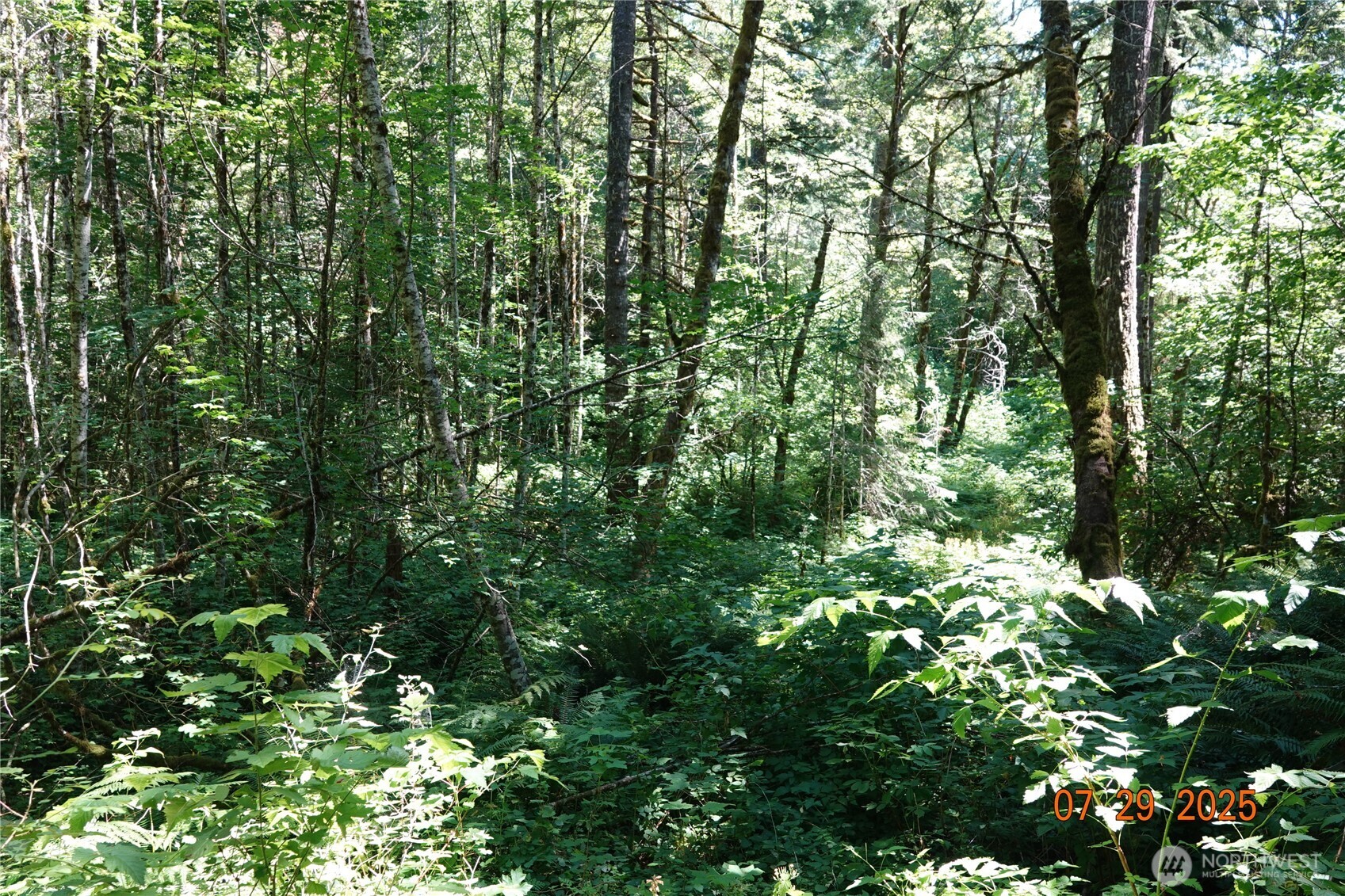 1 Duncan Creek Road Stevenson, WA 98648 - Photo 24 of 37 a view of a lush green forest