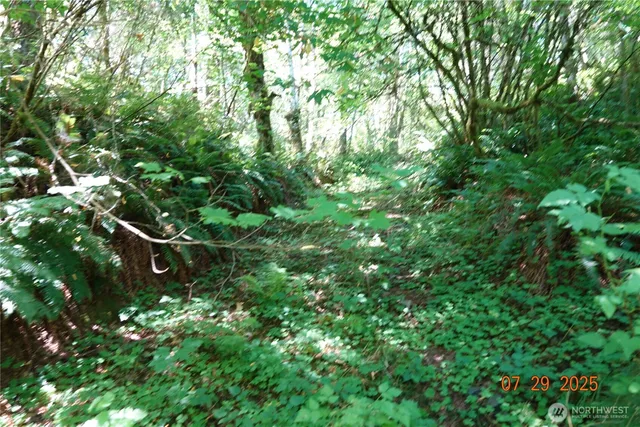 a view of a yard with a tree