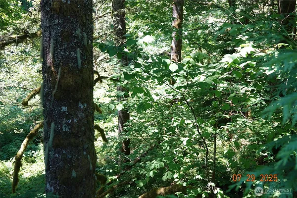 a view of tree