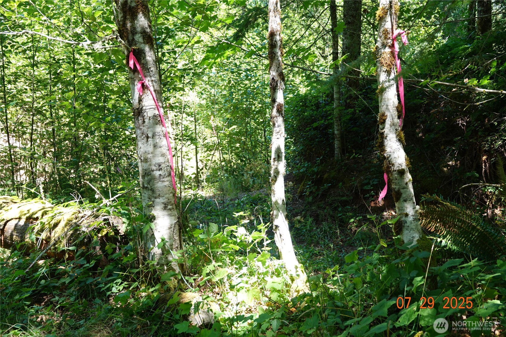 1 Duncan Creek Road Stevenson, WA 98648 - Photo 32 of 37 a backyard of a house with lots of green space
