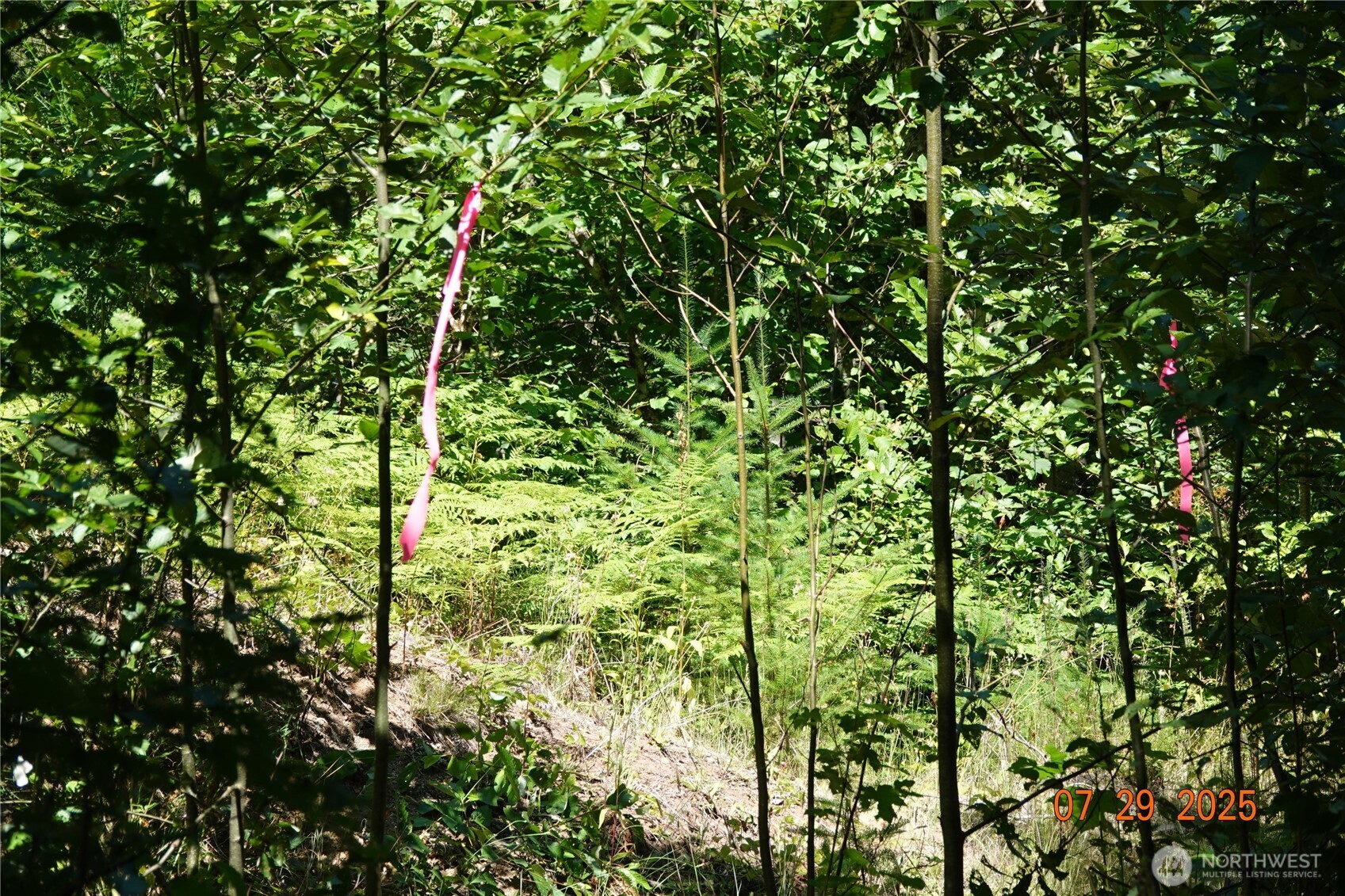 1 Duncan Creek Road Stevenson, WA 98648 - Photo 33 of 37 a view of a lush green forest