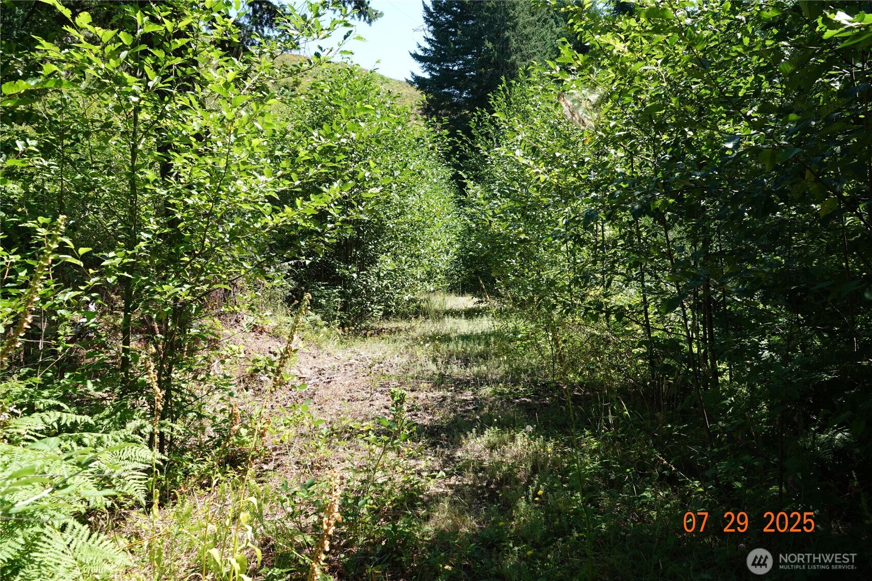1 Duncan Creek Road Stevenson, WA 98648 - Photo 5 of 37 a view of a yard with plants