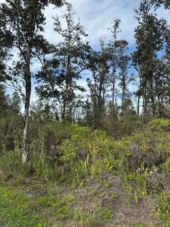 a view of a forest with a tree